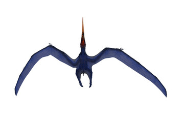 Blue Pteranodon in flight viewed from above. 3D illustration isolated. © IG Digital Arts