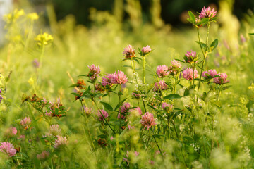 Flowers of violet clover Trifolium repens.The plant is edible, medicinal. Grown as a fodder plant