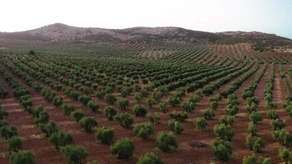 Green trees in orchard in summer