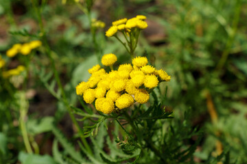 Yellow tansy flowers Tanacetum vulgare, common tansy plant, cow bitter, or golden buttons. Selective focus