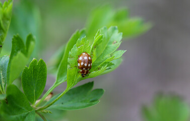 Nahaufnahme eines Marienkäfers auf einer Pflanze.