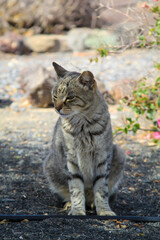 Portrait einer freien Dorfkatze. Eine stromernde Katze.