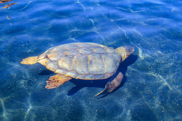 Portrait einer Meeresschildkröte. Leider immer noch bedrohte Tiere.