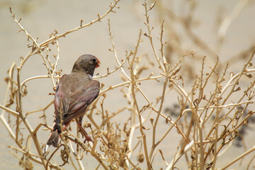 Ein Wüstengimpel oder ein Wüstentrompeter, Bucanetes githagineus auf der Suche nach Fressenbaren.
