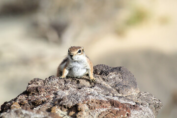 Naklejka na ściany i meble Ein Atlashörnchen in einer Wüstenartigen Region auf Fuerteventura.