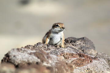 Ein Atlashörnchen in einer Wüstenartigen Region auf Fuerteventura.