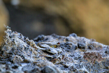 Eine grün bräunliche Krabbe auf einem Felsen am Meer.
