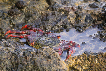 Eine rote Klippenkrabbe oder auch rote Felsenkrabbe auf einem Felsen am Meer.

