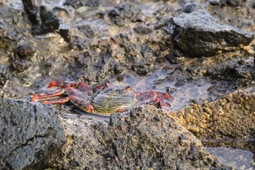 Eine rote Klippenkrabbe oder auch rote Felsenkrabbe auf einem Felsen am Meer.
