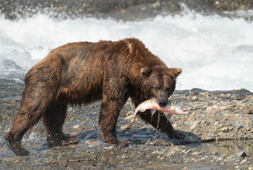Fototapeta premium Alaskan brown bear at McNeil River