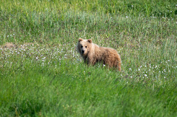 Alaskan brown bear cub at McNeil River