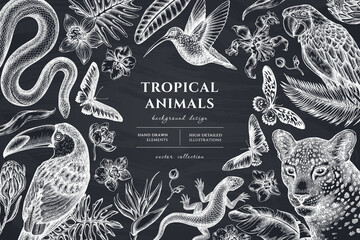 Tropical animals hand drawn illustration design. Background with chalk leopard, snake, lizard, hummingbird, toucan, scarlet macaw, rajah brooke's birdwing, african giant swallowtail, monstera, banana