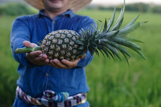 Closeup farmer hands hold organic pineapple fruit. Concept : Agriculture crop in Thailand. Thai farmers grow pineapple to sell,eat in family or share to neighbor. seasonal fruits.