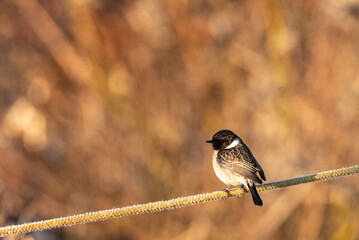 European black-headed Chekan in Jerusalem sits on a branch