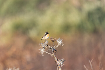 European black-headed Chekan in Jerusalem sits on a branch
