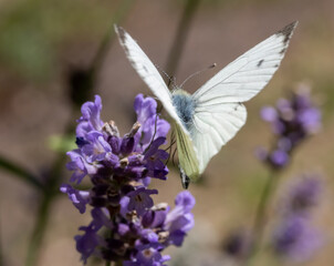 A Cabbage White Butterfly with waving wings is feeding on a Lavender Flower.