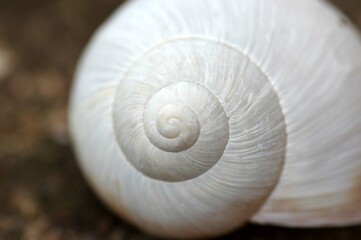 coquille d'escargot 