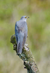 Cuckoo, Cuculus Canorus, perched on a lichen covered branch
