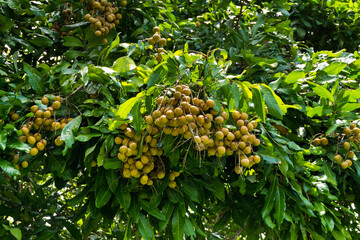 Longan orchards in chiang mai Thailand..