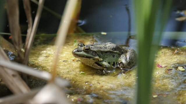 Frog sitting in a pond on a leaf jumps from it into the water.