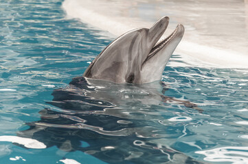 A dolphin peeking out of the pool water.