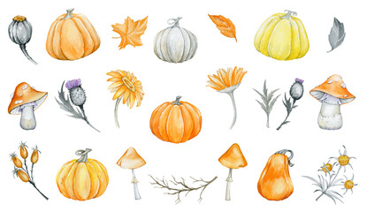 mushrooms, pumpkins, plants, watercolor set, plants, but isolated background.