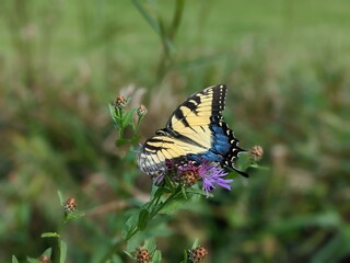 butterfly on a flower