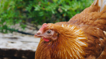 Standing chicken strolling through the garden.
Chickens in the sunny day. Chicken closeup face. Livestock in freedom. Pet chickens.