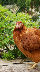 Standing chicken strolling through the garden.
Chickens in the sunny day. Chicken closeup face. Livestock in freedom. Pet chickens.