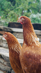 Standing chickens strolling through the garden.
Chickens in the sunny day. Chicken face close-up. Livestock in freedom. Pet chickens.