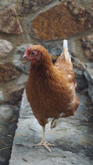 Standing chicken strolling through the garden.
Chickens in the sunny day. Chicken face close-up. Livestock in freedom. Pet chickens.