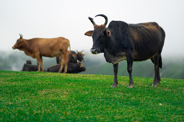 Indian cow on a green misty mountain