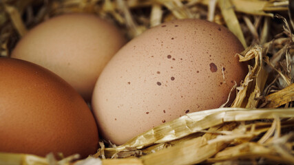 Chicken eggs in the straw of a chicken coop. Three eggs in the hay on old wood, copy space. The eggs are laid on the straw in the chicken coop.