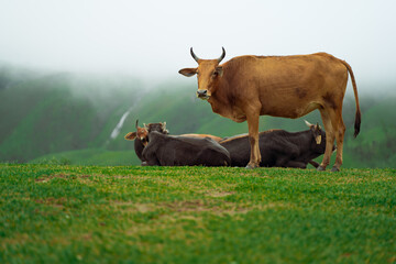 Indian cow on a green misty mountain