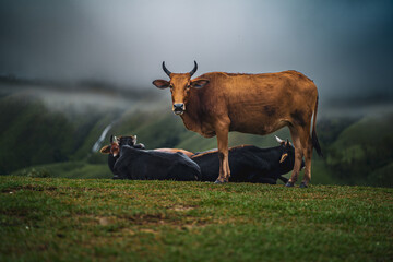 Indian cow on a green misty mountain