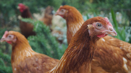 Standing chickens strolling through the garden.
Chickens in the sunny day. Chicken face close-up. Livestock in freedom. Pet chickens.