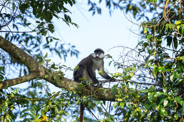 Red tailed monkey on the  branch. Black cheeked white nosed monkey in the Budongo forest park. Safari in Uganda. African nature.