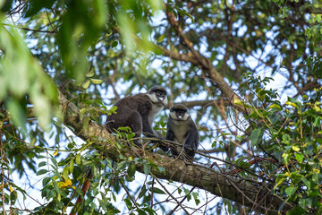 Red tailed monkey on the  branch. Black cheeked white nosed monkey in the Budongo forest park. Safari in Uganda. African nature.