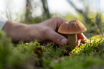 Hiker walks in green forest illuminated by lonely ray of sunlight. Female gathers mushrooms for making delicious dish at home. Person goes on hiking collecting mushrooms on forest glade closeup