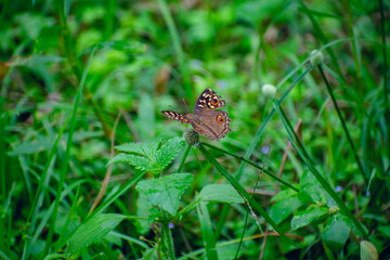 The speckled wood is a butterfly found in and on the borders of woodland areas throughout much of the Palearctic realm.