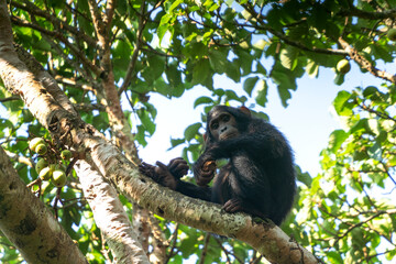Chimpanzee on the  branch. Chimp in the Budongo forest park. Safari in Uganda. African nature.