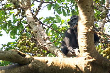 Chimpanzee on the  branch. Chimp in the Budongo forest park. Safari in Uganda. African nature.