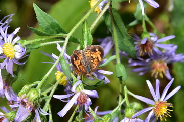 Monarch Butterfly on Purple Aster