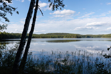 Finnish lake view, landscape with silhouette of tree trunk and grasses from Repovesi National Park in summer