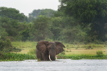 Naklejka na ściany i meble African elephant near the shore. Elephants in the Murchison Falls park. Safari in Uganda. African nature.