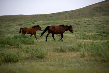 Obraz na płótnie Canvas A free horse on the prairie