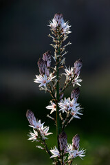 Branched Asphodel // Ästiger Affodill (Asphodelus ramosus) - Greece // Griechenland