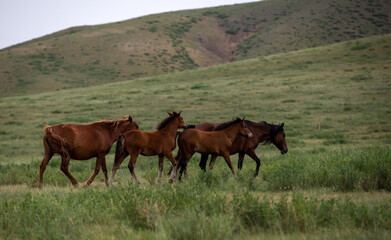 Fototapeta na wymiar A free horse on the prairie
