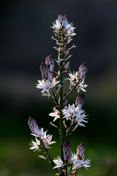 Branched Asphodel // &Auml;stiger Affodill (Asphodelus ramosus) - Greece // Griechenland