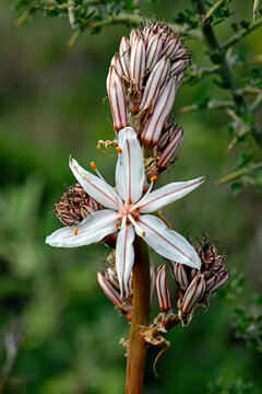 &Auml;stiger Affodill // Branched Asphodel (Asphodelus ramosus) - Griechenland // Greece 